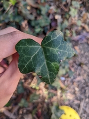 Hedera helix
