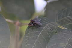 Sarcophagidae