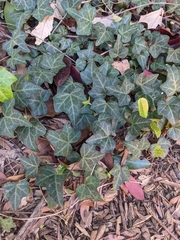 Hedera helix