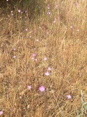 Clarkia cylindrica