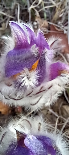 Image of Pulsatilla halleri by (c) Николай Крылов, some rights reserved (CC BY)