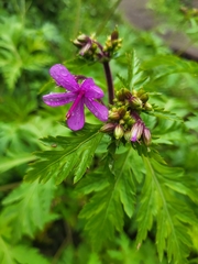 Geranium reuteri image