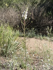 Sairocarpus coulterianus