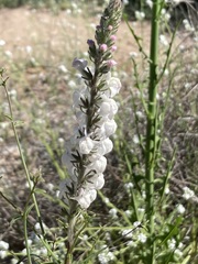 Sairocarpus coulterianus