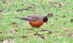 Turdus migratorius