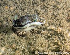 Canthigaster callisterna