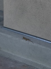 Sceloporus occidentalis