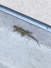 Sceloporus occidentalis