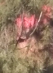Diglossa baritula