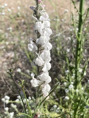 Sairocarpus coulterianus
