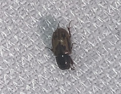 Chilothorax distinctus