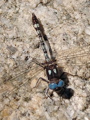 Macrothemis imitans