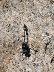 Macrothemis imitans