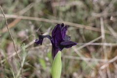 Iris lutescens