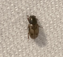 Chilothorax distinctus