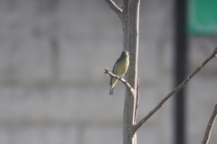 Spinus psaltria