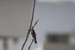 Spinus psaltria