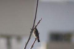 Spinus psaltria