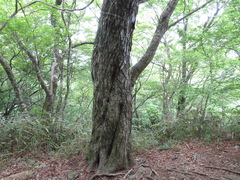 Carpinus tschonoskii