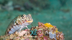 Parapercis clathrata