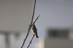 Spinus psaltria