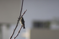 Spinus psaltria