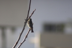 Spinus psaltria