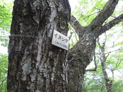 Carpinus tschonoskii