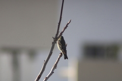 Spinus psaltria