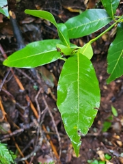 Laurus novocanariensis image