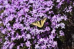 Papilio appalachiensis