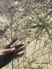 Eriophyes lepidosparti
