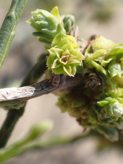 Eriophyes lepidosparti
