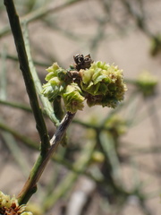 Eriophyes lepidosparti