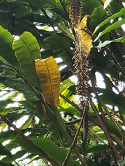 Alpinia boia