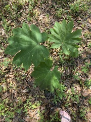 Tetrapanax