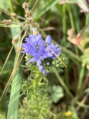 Gilia capitata staminea