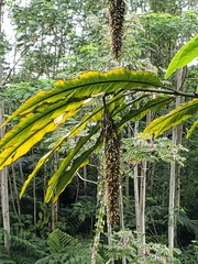 Alpinia boia