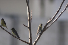 Spinus psaltria