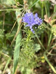Gilia capitata staminea