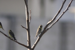 Spinus psaltria