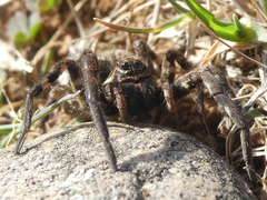 Lycosa tarantula