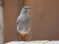 Phoenicurus ochruros