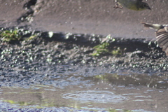 Spinus psaltria
