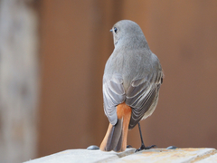 Phoenicurus ochruros