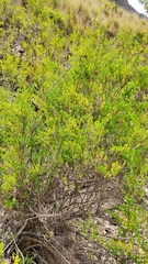 Minthostachys mollis