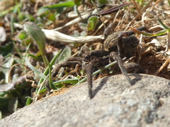 Lycosa tarantula