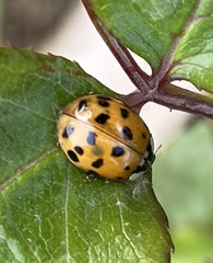 Harmonia axyridis