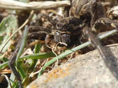 Lycosa tarantula