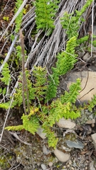 Woodsiaceae